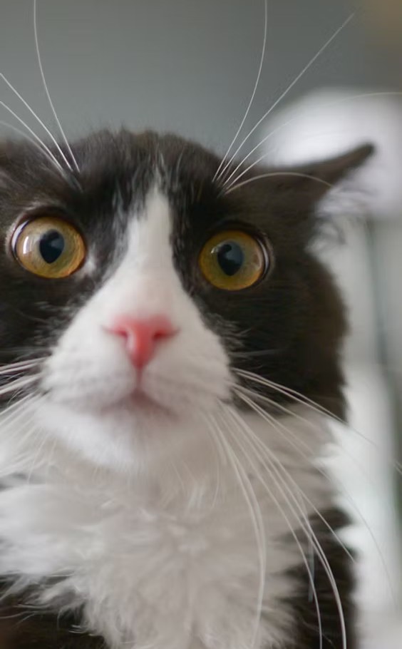 Black and white cat looking curiously at the camera