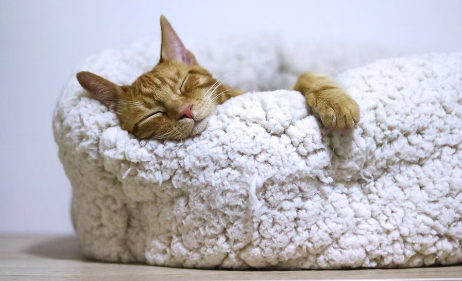 Ginger cat sleeping curled up in a soft bed